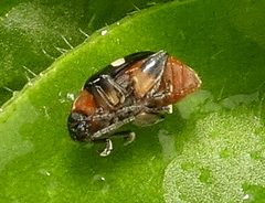 Phenrica austriaca