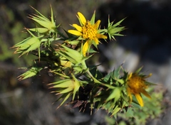 Berkheya cruciata cruciata