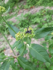 Allorhynchium metallicum