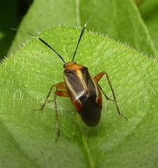 Horciasinus signoreti