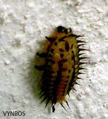 Conchyloctenia punctata