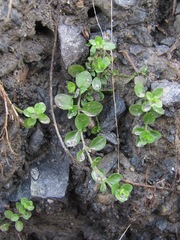 Arenaria rotundifolia