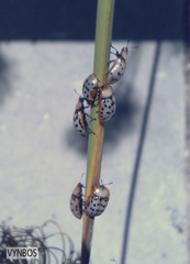 Conchyloctenia punctata