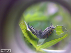 Conchyloctenia punctata