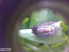 Conchyloctenia punctata