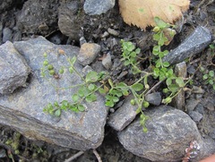Arenaria rotundifolia