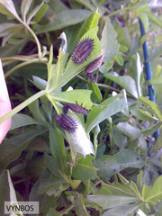 Conchyloctenia punctata