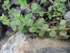 Arenaria rotundifolia
