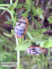 Conchyloctenia punctata
