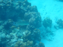 Lutjanus decussatus