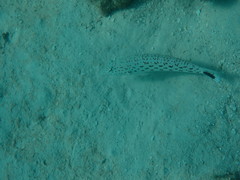 Parapercis hexophtalma