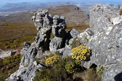 Xiphotheca fruticosa