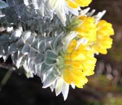 Xiphotheca fruticosa