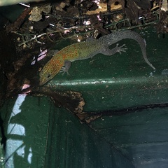 Sphaerodactylus copei