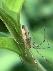 Tetragnatha versicolor