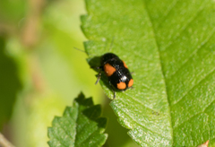 Cryptocephalus quadruplex