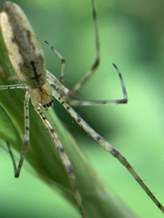 Tetragnatha versicolor