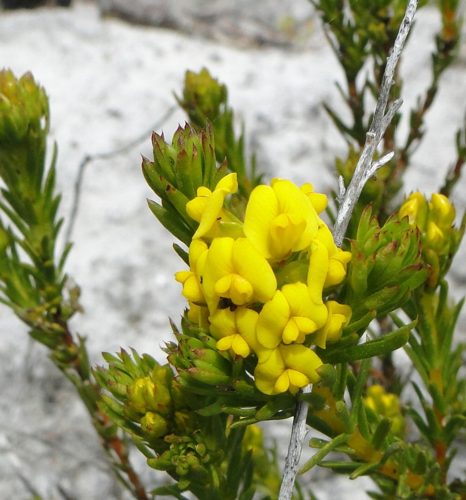 Gland Capegorses