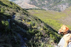 Xiphotheca fruticosa