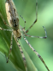 Tetragnatha versicolor