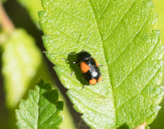 Cryptocephalus quadruplex