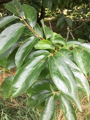 Diospyros duclouxii