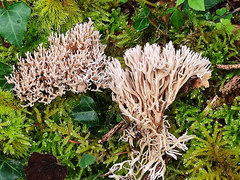 Lentaria patouillardii