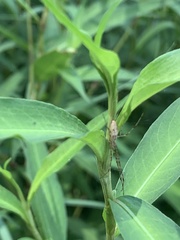 Tetragnatha versicolor