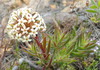 Fragrant Crassula - Photo (c) Corinne Merry, some rights reserved (CC BY-NC-ND), uploaded by Corinne Merry