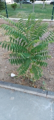 Ailanthus altissima