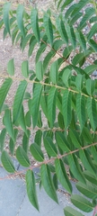 Ailanthus altissima