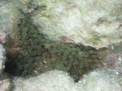Isactinia citrina