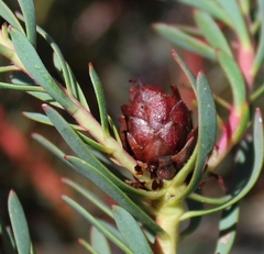 Leucadendron cadens