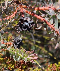 Leucadendron cadens