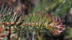 Leucadendron cadens