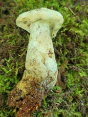 Hypomyces chlorinigenus