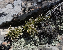 Dolichothrix ericoides