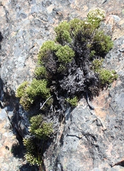 Dolichothrix ericoides