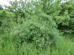 Lonicera × muendeniensis