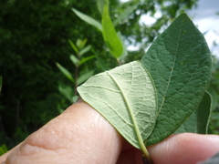 Lonicera × muendeniensis