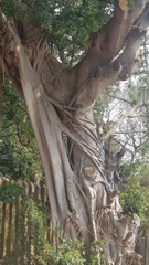 Ficus sycomorus