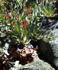 Protea sulphurea