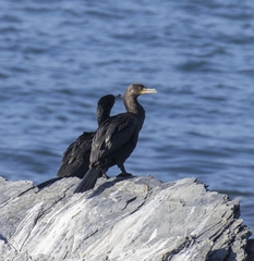 Nannopterum brasilianum brasilianum