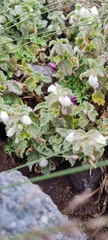 Lamium tomentosum