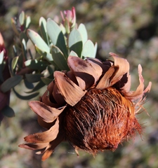 Protea sulphurea