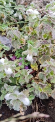 Lamium tomentosum