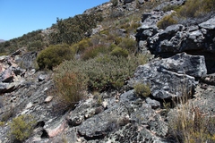Protea sulphurea