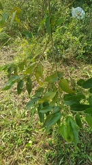 Ficus sycomorus