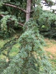 Cedrus brevifolia