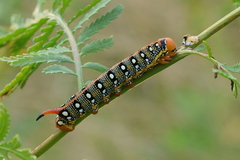 Hyles euphorbiae